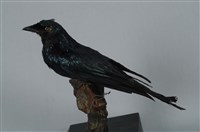 小卷尾藏品圖，第11張
